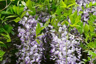 Glicynia kwiecista  - Wisteria floribunda