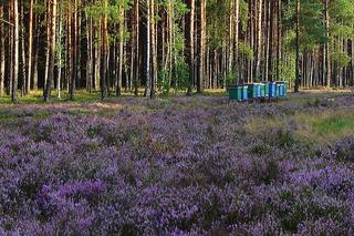 Wrzosowiska - kiedy je odwiedzić? Gdzie są w Polsce? Trwa sezon na wrzos!