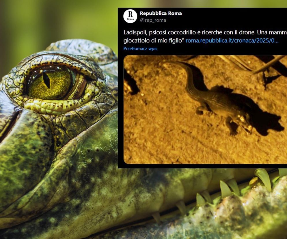 Panika we Włoszech przez krokodyla! Finał sprawy szokuje