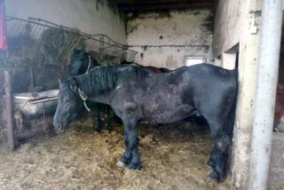 Zagłodzone i brudne konie były niehumanitarnie mordowane? Policjanci skontrolowali hodowlę w Wodzisławiu Śląskim [ZDJĘCIA]