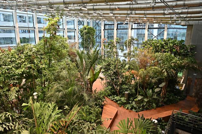 Ogród botaniczny wśród wieżowców