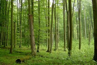 To jeden z najpiękniejszych parków krajobrazowych w regionie. Tak wygląda Puszcza Bukowa