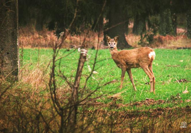 Podlaska fauna