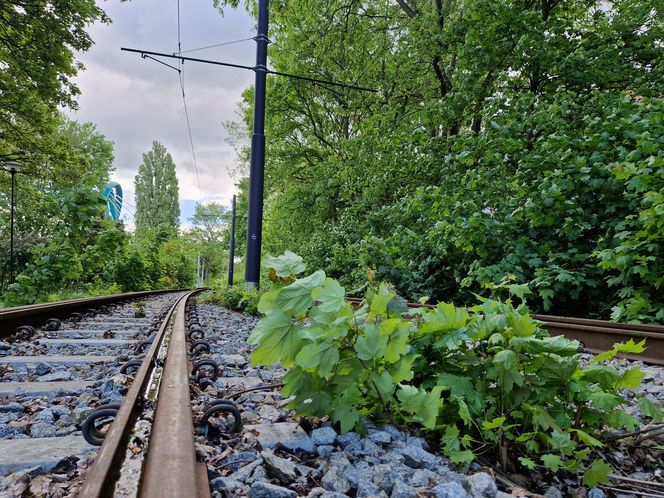 Torowisko tramwajowe na Babiej Wsi w Bydgoszczy zarośnięte chwastami. Tramwaje zniknęły stąd lata temu
