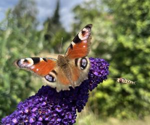 Budleja Dawida (Buddleja davidii) 