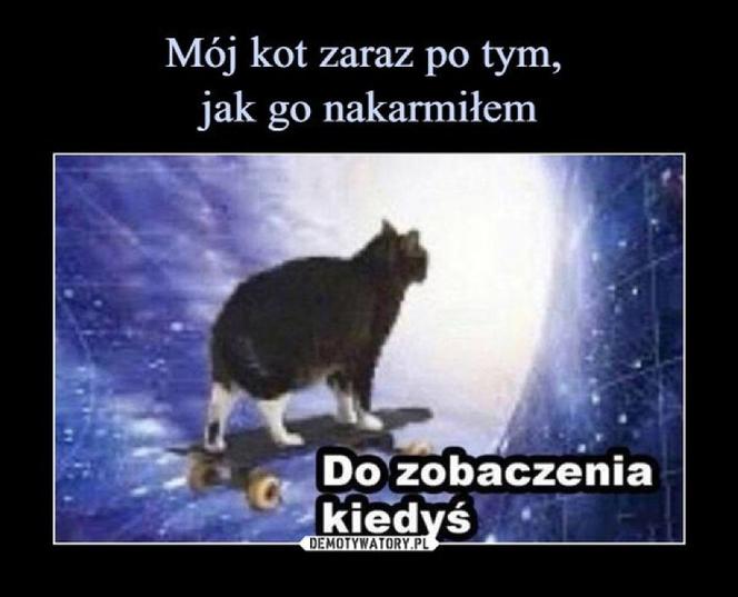 Światowy Dzień Kota 2022. Zobacz najśmieszniejsze obrazki i MEMY z kotami! 