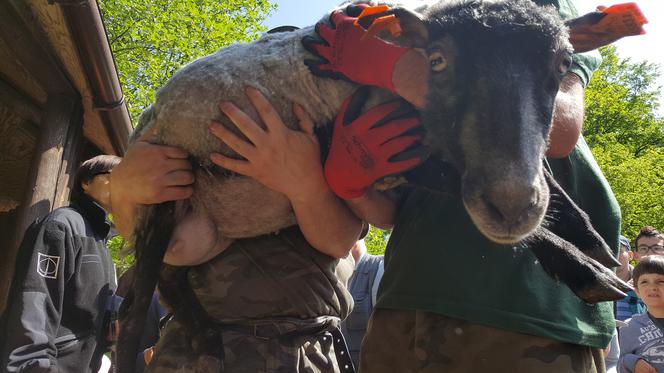 Coroczne strzyżenie owiec w bydgoskim zoo [ZDJĘCIA]