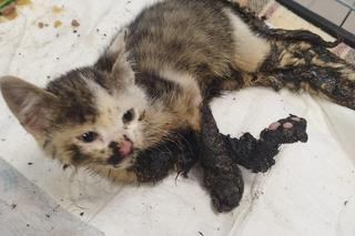 Mały kociak wpadł do smoły. Zwierzak omal nie uniknął śmierci