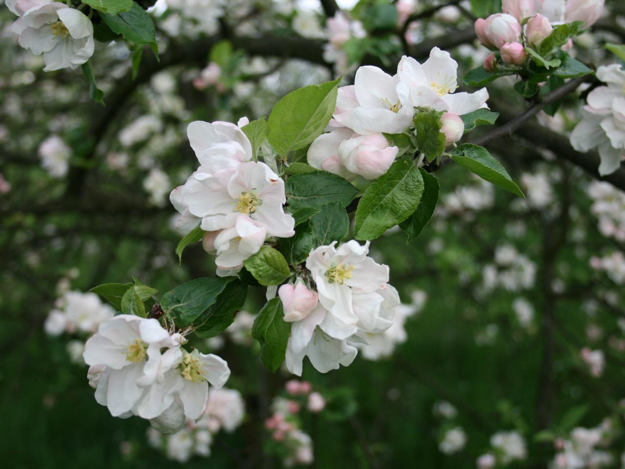 Jabłoń domowa - Malus domestica