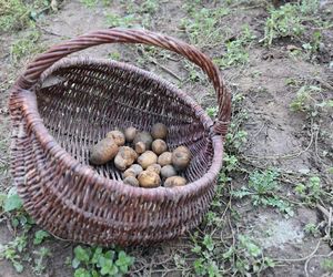 W skansenie w Lublinie pokazali, jak dawniej wyglądały wykopki kartoflane