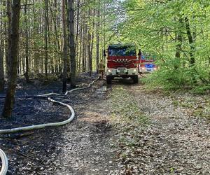 Pożar w lesie w Lubuskiem. Interweniowały służby