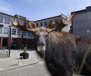 Łoś wskoczył przez okno szkoły. Jedna osoba została poszkodowana