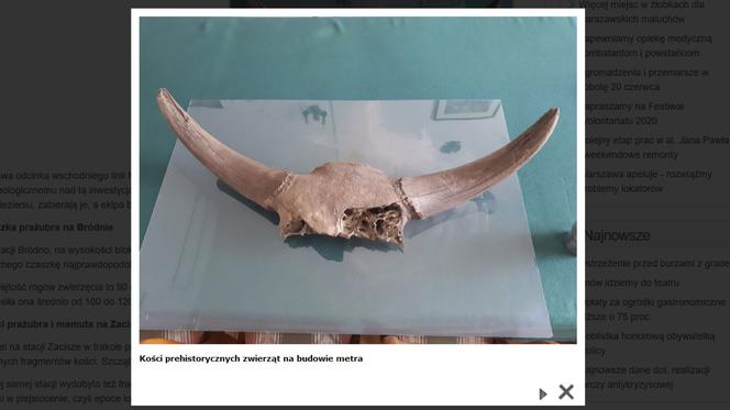 Kości prehistorycznych zwierząt na budowie metra