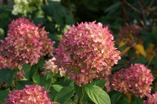 Hortensja bukietowa ‘Little Lime’