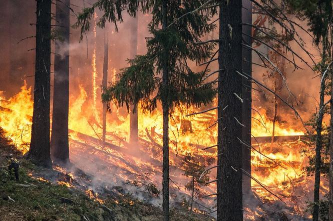 Upały na Pomorzu mogą być przyczyną pożarów lasów