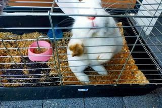 Toruń. Bezduszny właściciel porzucił słodkiego króliczka. Serce pękało na jego widok