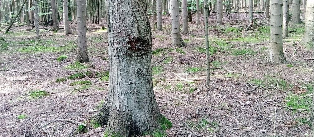 Góry Wierzejska pod Kielcami będzie nowym rezerwatem