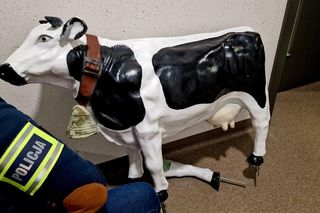 Krowi skok stulecia! Policja odzyskała 80-centymetrową ofiarę „porwania”