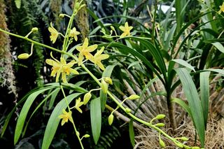 Ten kwiat używany był do rzucania klątw