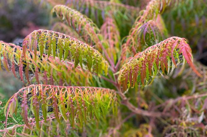 Sumak octowiec 'Dissecta' - Rhus typhina 'Dissecta'