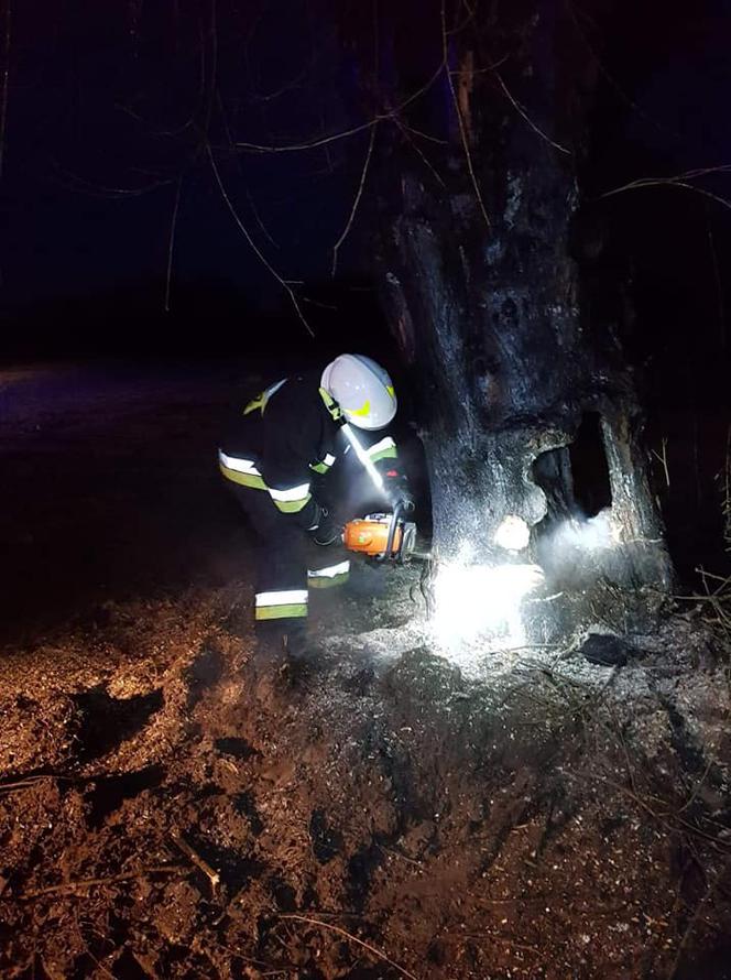 Pod Bydgoszczą ktoś podpalił drzewo. Zobaczcie zdjęcia!