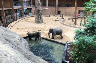 Orientarium Zoo Łódź szuka opiekuna słoni. Co będzie należeć do jego obowiązków?