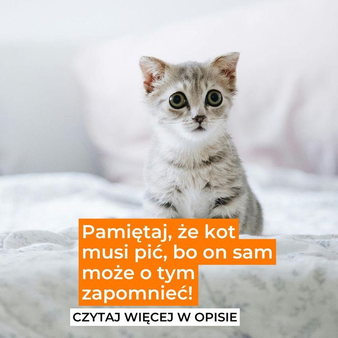 No właśnie! Kot musi mieć, co pić. Przeczytaj opis