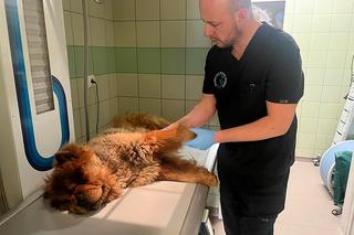 Borys ofiarą pseudohodowli 