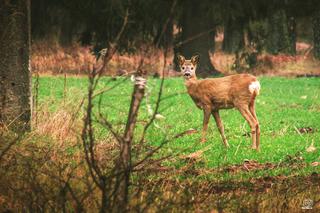 Podlaska fauna