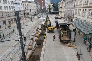 Nowe dęby na ulicy Marcinkowskiego w Poznaniu. Mają 15 lat i 6 metrów wysokości