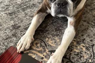 Dawid Kwiatkowski świętował urodziny ukochanego przyjaciela. To jego największa miłość!