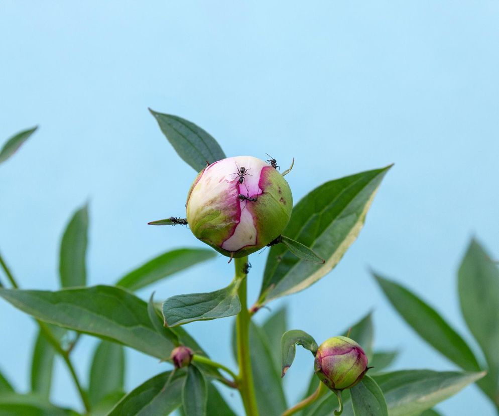 Mrówki i mszyce na pąkach piwonii