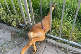 Lubelskie: Sarna utknęła w barierce. Na pomoc ruszyli strażacy! [GALERIA]