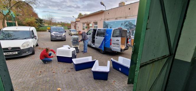 Poznańskie schronisko pomogło ukraińskim psom