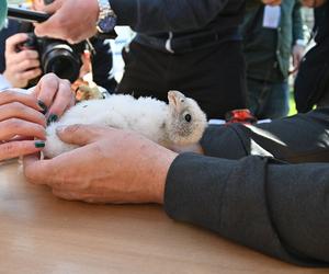 Znamy płeć gdyńskich sokołów. Jak wyglądało obrączkowanie?