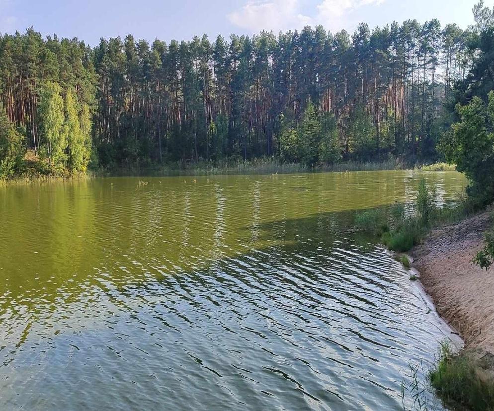 Zielona i mętna woda w starachowickiej Lubiance. Żal patrzeć.