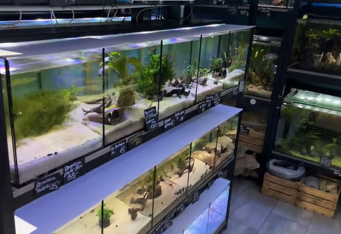 Rozmawiamy z Tomaszem Wiśniewskim, założycielem Aqua Dreams Bydgoszcz