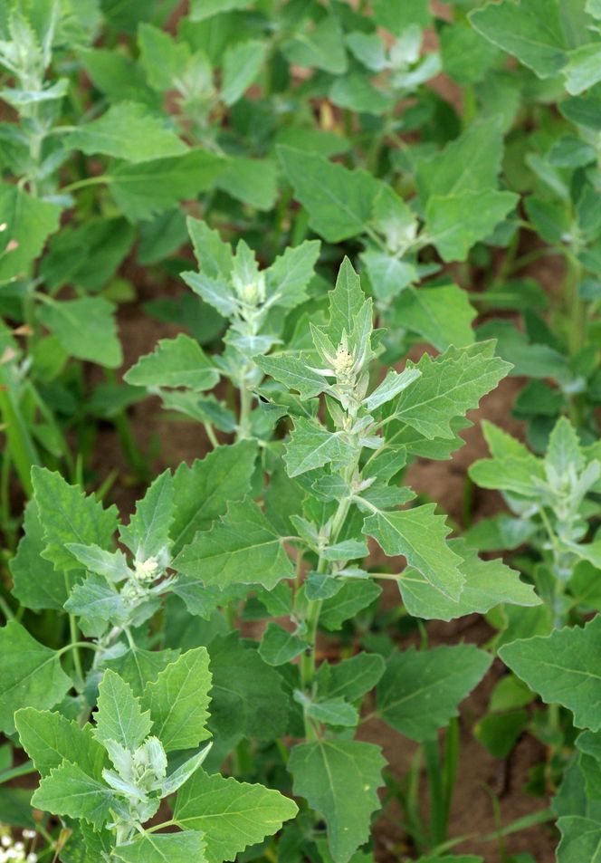 Komosa biała (lebioda)