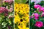 Jakie kwiaty do ogrodu na cały rok? Kwiaty ogrodowe wieloletnie zimujące w gruncie. 18 gatunków