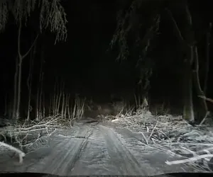 Tak wyglądają teraz dolnośląskie lasy. Postapokaliptyczne widoki [FILM]