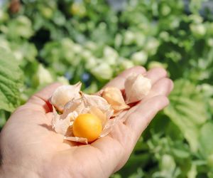 Miechunka peruwiańska