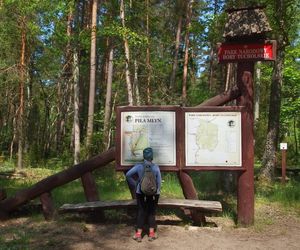 Najpiękniejsze lasy w Polsce na jesienne spacery. Gdzie warto pojechać, zanim opadną liście?