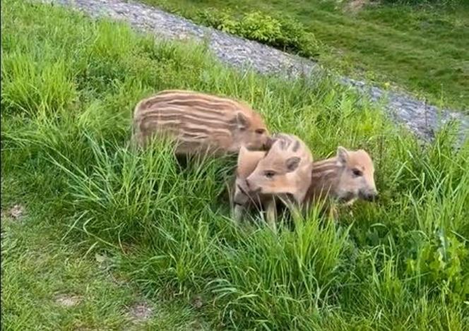 Zobaczcie tylko, co oni robią! Nagranie znad Wisły niesie się po sieci. Chwile grozy podczas rodzinnego pikniku