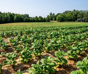 Polscy rolnicy nie mogą nawet na moment opuścić gardy. Tym razem za sprawą WHO