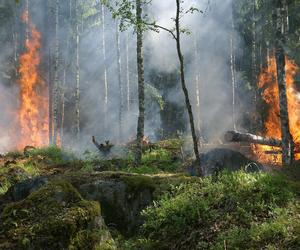 Jedna iskra może wywołać pożar. Wzrost zagrożenia pożarowego w lasach Nadleśnictwa Radom