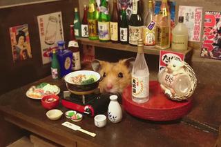 Śmieszny chomik to hit internetu!