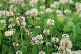 Natura podpowiada, czego potrzebuje twój ogród! Poznaj rośliny wskaźnikowe