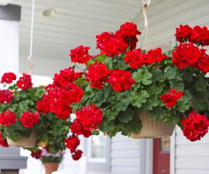Pelargonie obsypią się kwiatami 
