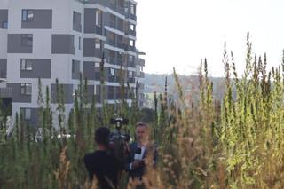 To koniec słynnego pola konopi w Lublinie?! Hemplab rezygnuje z dzierżawienia go od rolnika