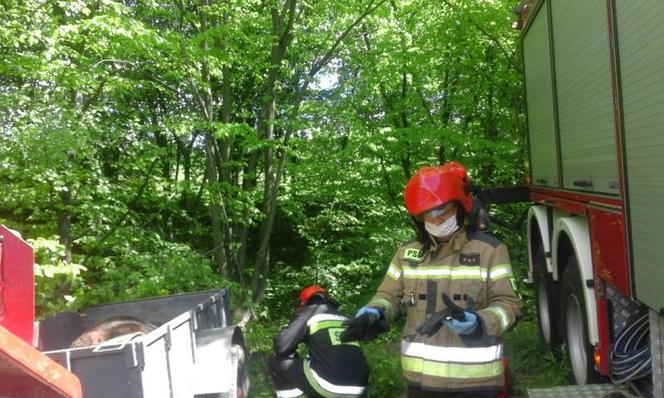 Ucieczka krowy zakończyła się nieszczęśliwym wypadkiem